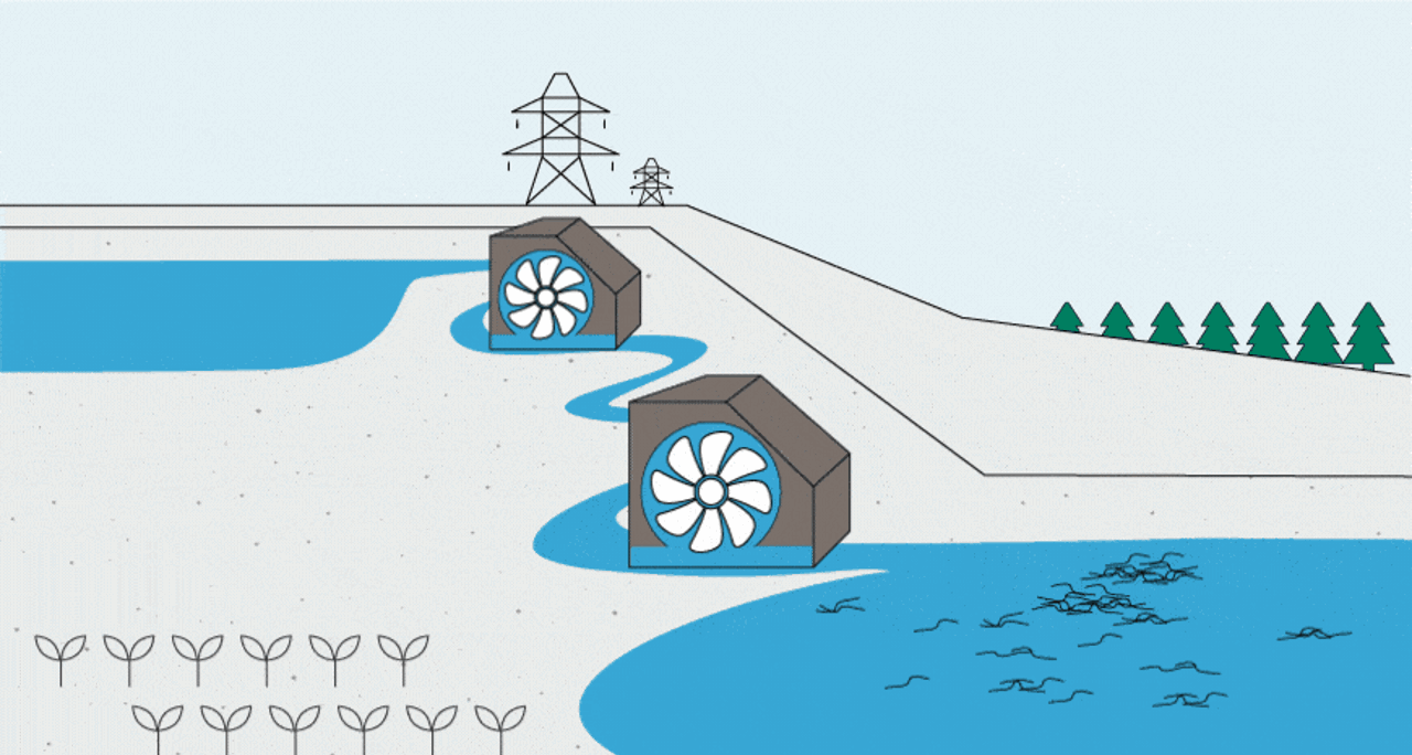 Transport of young eel up river